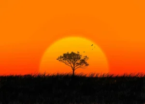 Coucher de soleil avec un arbre solitaire sur une colline et des oiseaux volant dans le ciel orange.